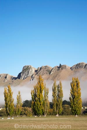 agricultural;agriculture;autuminal;autumn;autumn-colour;autumn-colours;autumnal;color;colors;colour;colours;country;countryside;deciduous;fall;farm;farming;farmland;farms;field;fields;fog;foggy;fogs;Hawkes-Bay;meadow;meadows;mist;mists;misty;N.I.;N.Z.;New-Zealand;NI;North-Island;NZ;paddock;paddocks;pasture;pastures;poplar;poplar-tree;poplar-trees;poplars;rural;season;seasonal;seasons;Te-Mata-Peak;tree;trees;Tukituki-Valley