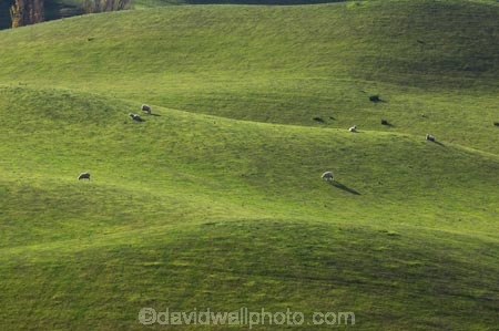 agricultural;agriculture;country;countryside;farm;farming;farmland;farms;fertile;field;fields;grass;grassy;green;Hawkes-Bay;livestock;lush;meadow;meadows;N.I.;N.Z.;New-Zealand;NI;North-Island;NZ;paddock;paddocks;pasture;pastures;rolling-hills;rural;sheep;stock;verdant