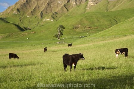 agricultural;agriculture;animal;animals;calves;cattle;country;countryside;cow;cows;farm;farming;farmland;farms;field;fields;grass;grassy;green;Hawkes-Bay;Hawkes-Bay;Herbivore;Herbivores;Herbivorous;Livestock;lush;mammal;mammals;meadow;meadows;N.I.;N.Z.;New-Zealand;NI;North-Is;North-Is.;North-Island;NZ;paddock;paddocks;pasture;pastures;rural;season;seasonal;seasons;spring;springtime;stock;Te-Mata-Peak;Te-Mata-Pk;Tukituki-River-Valley;verdant