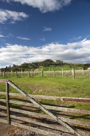 agricultural;agriculture;country;countryside;crop;crops;cultivation;farm;farming;farmland;farms;field;fields;gate;gates;gateway;gateways;grape;grapes;grapevine;Havelock-North;Hawkes-Bay;Hawkes-Bay;horticulture;meadow;meadows;Montana;Montana-Terraces-Estate-Vineyard;Montana-Wines;N.I.;N.Z.;New-Zealand;NI;North-Is;North-Is.;North-Island;NZ;paddock;paddocks;pasture;pastures;row;rows;rural;rustic;Terraces-Estate-Vineyard;vine;vines;vineyard;vineyards;vintage;wine;wineries;winery;wines
