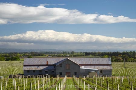 agricultural;agriculture;country;countryside;crop;crops;cultivation;farm;Farm-Building;Farm-Buildings;Farm-Shed;Farm-Sheds;farming;farmland;farms;field;fields;grape;grapes;grapevine;Havelock-North;Hawkes-Bay;Hawkes-Bay;horticulture;N.I.;N.Z.;New-Zealand;NI;North-Is;North-Is.;North-Island;NZ;Old-Woolshed;row;rows;rural;Shearing-Shed;Shearing-Sheds;Sheep-Shed;Sheep-Sheds;Te-Mata-Estate;Te-Mata-Estate-Vineyard;Te-Mata-Estate-Winery;Te-Mata-Estate-Wines;Te-Mata-Vineyard;Te-Mata-Vineyards;Te-Mata-Winery;Te-Mata-Wines;vine;vines;vineyard;vineyards;vintage;wine;wineries;winery;wines;Wool-Shed;Wool-Sheds;woolshed;woolsheds