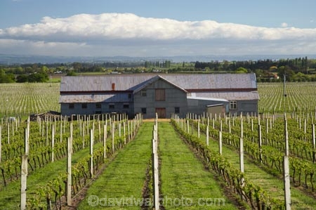 agricultural;agriculture;country;countryside;crop;crops;cultivation;farm;Farm-Building;Farm-Buildings;Farm-Shed;Farm-Sheds;farming;farmland;farms;field;fields;grape;grapes;grapevine;Havelock-North;Hawkes-Bay;Hawkes-Bay;horticulture;N.I.;N.Z.;New-Zealand;NI;North-Is;North-Is.;North-Island;NZ;Old-Woolshed;row;rows;rural;Shearing-Shed;Shearing-Sheds;Sheep-Shed;Sheep-Sheds;Te-Mata-Estate;Te-Mata-Estate-Vineyard;Te-Mata-Estate-Winery;Te-Mata-Estate-Wines;Te-Mata-Vineyard;Te-Mata-Vineyards;Te-Mata-Winery;Te-Mata-Wines;vine;vines;vineyard;vineyards;vintage;wine;wineries;winery;wines;Wool-Shed;Wool-Sheds;woolshed;woolsheds