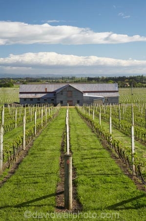 agricultural;agriculture;country;countryside;crop;crops;cultivation;farm;Farm-Building;Farm-Buildings;Farm-Shed;Farm-Sheds;farming;farmland;farms;field;fields;grape;grapes;grapevine;Havelock-North;Hawkes-Bay;Hawkes-Bay;horticulture;N.I.;N.Z.;New-Zealand;NI;North-Is;North-Is.;North-Island;NZ;Old-Woolshed;row;rows;rural;Shearing-Shed;Shearing-Sheds;Sheep-Shed;Sheep-Sheds;Te-Mata-Estate;Te-Mata-Estate-Vineyard;Te-Mata-Estate-Winery;Te-Mata-Estate-Wines;Te-Mata-Vineyard;Te-Mata-Vineyards;Te-Mata-Winery;Te-Mata-Wines;vine;vines;vineyard;vineyards;vintage;wine;wineries;winery;wines;Wool-Shed;Wool-Sheds;woolshed;woolsheds