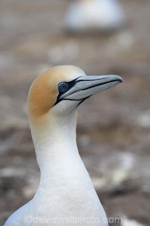 Australasian-Gannet;Australasian-Gannet-Colony;Australasian-Gannets;bird;bird-watching;bird_watching;birds;birdwatching;Cape-Kidnappers;Cape-Kidnappers-Gannet-Colony;colony;eco-tourism;eco_tourism;ecotourism;feather;feathers;gannet;Gannet-Colonies;Gannet-Colony;gannets;Hawkes-Bay;Hawkes-Bay;marine;Morus-serrator;N.I.;N.Z.;native;natural-history;nature;new-zealand;NI;North-Is;North-Is.;North-Island;NZ;ornithology;Takapu;wildlife