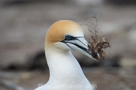Australasian-Gannet;Australasian-Gannet-Colony;Australasian-Gannets;bird;bird-watching;bird_watching;birds;birdwatching;Cape-Kidnappers;Cape-Kidnappers-Gannet-Colony;colony;eco-tourism;eco_tourism;ecotourism;feather;feathers;gannet;Gannet-Colonies;Gannet-Colony;gannets;Hawkes-Bay;Hawkes-Bay;marine;Morus-serrator;N.I.;N.Z.;native;natural-history;nature;new-zealand;NI;North-Is;North-Is.;North-Island;NZ;ornithology;Takapu;wildlife
