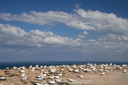 Australasian-Gannet;Australasian-Gannet-Colony;Australasian-Gannets;bird;bird-watching;bird_watching;birds;birdwatching;Cape-Kidnappers;Cape-Kidnappers-Gannet-Colony;colony;eco-tourism;eco_tourism;ecotourism;gannet;Gannet-Colonies;Gannet-Colony;gannets;Hawkes-Bay;Hawkes-Bay;marine;Morus-serrator;N.I.;N.Z.;native;natural-history;nature;new-zealand;NI;North-Is;North-Is.;North-Island;NZ;ornithology;Takapu;wildlife