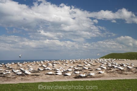 Australasian-Gannet;Australasian-Gannet-Colony;Australasian-Gannets;bird;bird-watching;bird_watching;birds;birdwatching;Cape-Kidnappers;Cape-Kidnappers-Gannet-Colony;colony;eco-tourism;eco_tourism;ecotourism;gannet;Gannet-Colonies;Gannet-Colony;gannets;Hawkes-Bay;Hawkes-Bay;marine;Morus-serrator;N.I.;N.Z.;native;natural-history;nature;new-zealand;NI;North-Is;North-Is.;North-Island;NZ;ornithology;Takapu;wildlife