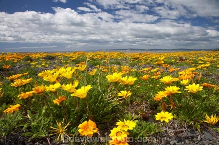 Flowers;Gazania;gazanias;Hawkes-Bay;Hawkes-Bay;Marine-Parade;N.I.;N.Z.;Napier;Napier-Waterfront;New-Zealand;NI;North-Is;North-Is.;North-Island;NZ;season;seasonal;seasons;spring;springtime;wild-flower;wild-flowers;wild_flower;wild_flowers;wildflower;wildflowers;yellow;yellow-flower;yellow-flowers