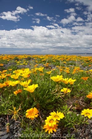 Flowers;Gazania;gazanias;Hawkes-Bay;Hawkes-Bay;Marine-Parade;N.I.;N.Z.;Napier;Napier-Waterfront;New-Zealand;NI;North-Is;North-Is.;North-Island;NZ;season;seasonal;seasons;spring;springtime;wild-flower;wild-flowers;wild_flower;wild_flowers;wildflower;wildflowers;yellow;yellow-flower;yellow-flowers