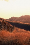 fence;fenceline;grass;rural;agriculture;countryside;pastoral;field;fields;meadow;meadows;wire;wires