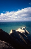 Morus-serrator;gannets;bird;birds;wildlife;nest;nests;colonies;nature;native;new-zealand;natural-history;bird_watching;bird-watching;birdwatching;ornithology;colony;white-cliffs;cliff;mudstone;sandstone;sand_stone;sand-stone;bluff;bluffs;coast;coastal;point;promontory