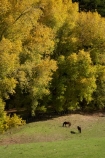 agricultural;agriculture;autuminal;autumn;autumn-colour;autumn-colours;autumnal;color;colors;colour;colours;country;countryside;deciduous;Esk-Valley;fall;farm;farming;farmland;farms;field;fields;Hawkes-Bay;leaf;leaves;meadow;meadows;N.I.;N.Z.;near-Napier;New-Zealand;NI;North-Island;NZ;paddock;paddocks;pasture;pastures;rural;season;seasonal;seasons;tree;trees;willow;willow-tree;willow-trees;willows