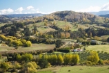 agricultural;agriculture;autuminal;autumn;autumn-colour;autumn-colours;autumnal;color;colors;colour;colours;country;countryside;deciduous;Esk-Valley;fall;farm;farming;farmland;farms;field;fields;Hawkes-Bay;leaf;leaves;meadow;meadows;N.I.;N.Z.;near-Napier;New-Zealand;NI;North-Island;NZ;paddock;paddocks;pasture;pastures;rural;season;seasonal;seasons;tree;trees