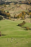 agricultural;agriculture;autuminal;autumn;autumn-colour;autumn-colours;autumnal;color;colors;colour;colours;country;countryside;deciduous;Esk-Valley;fall;farm;farming;farmland;farms;field;fields;Hawkes-Bay;leaf;leaves;meadow;meadows;N.I.;N.Z.;near-Napier;New-Zealand;NI;North-Island;NZ;paddock;paddocks;pasture;pastures;rural;season;seasonal;seasons;sheep;stock;tree;trees