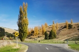 agricultural;agriculture;autuminal;autumn;autumn-colour;autumn-colours;autumnal;Bay-View;bend;bends;centre-line;centre-lines;centre_line;centre_lines;centreline;centrelines;color;colors;colour;colours;corner;corners;country;countryside;deciduous;driving;fall;farm;farming;farmland;farms;field;fields;Hawkes-Bay;highway;highways;Horse-Sign;Horse-Signs;meadow;meadows;N.I.;N.Z.;Napier;New-Zealand;NI;North-Island;NZ;open-road;open-roads;paddock;paddocks;pasture;pastures;poplar;poplar-tree;poplar-trees;poplars;road;road-trip;roads;rural;season;seasonal;seasons;transport;transportation;travel;traveling;travelling;tree;trees;trip