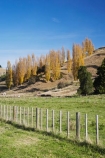agricultural;agriculture;autuminal;autumn;autumn-colour;autumn-colours;autumnal;Bay-View;color;colors;colour;colours;country;countryside;deciduous;fall;farm;farming;farmland;farms;fence;fence-line;fence-lines;fence_line;fence_lines;fenceline;fencelines;fences;field;fields;Hawkes-Bay;meadow;meadows;N.I.;N.Z.;Napier;New-Zealand;NI;North-Island;NZ;paddock;paddocks;pasture;pastures;poplar;poplar-tree;poplar-trees;poplars;rural;season;seasonal;seasons;tree;trees