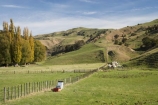 agricultural;agriculture;autuminal;autumn;autumn-colour;autumn-colours;autumnal;Bay-View;beehive;Beehives;cattle;color;colors;colour;colours;copw;country;countryside;cows;deciduous;fall;farm;farming;farmland;farms;fence;fence-line;fence-lines;fence_line;fence_lines;fenceline;fencelines;fences;field;fields;Hawkes-Bay;livestock;meadow;meadows;N.I.;N.Z.;Napier;New-Zealand;NI;North-Island;NZ;paddock;paddocks;pasture;pastures;poplar;poplar-tree;poplar-trees;poplars;rural;season;seasonal;seasons;stock;tree;trees