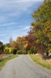autuminal;autumn;autumn-colour;autumn-colours;autumnal;color;colors;colour;colours;country;country-road;country-roads;countryside;deciduous;fall;Hawkes-Bay;N.I.;N.Z.;New-Zealand;NI;North-Island;NZ;Rissington;road;roads;rural;season;seasonal;seasons;tree;trees
