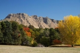 agricultural;agriculture;autuminal;autumn;autumn-colour;autumn-colours;autumnal;color;colors;colour;colours;country;countryside;deciduous;fall;farm;farming;farmland;farms;field;fields;Hawkes-Bay;meadow;meadows;N.I.;N.Z.;New-Zealand;NI;North-Island;NZ;paddock;paddocks;pasture;pastures;rural;season;seasonal;seasons;Te-Mata-Peak;tree;trees;Tukituki-Valley