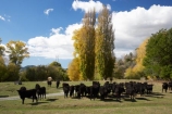 agricultural;agriculture;animal;animals;autuminal;autumn;autumn-colour;autumn-colours;autumnal;black-cow;black-cows;cattle;color;colors;colour;colours;country;countryside;cow;cows;deciduous;fall;farm;farming;farmland;farms;field;fields;Hawkes-Bay;Herbivore;Herbivores;Herbivorous;Livestock;mammal;mammals;meadow;meadows;N.I.;N.Z.;New-Zealand;NI;North-Island;NZ;paddock;paddocks;pasture;pastures;poplar;poplar-tree;poplar-trees;poplars;rural;season;seasonal;seasons;stock;tree;trees;Tukituki-Valley