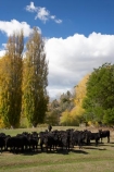 agricultural;agriculture;animal;animals;autuminal;autumn;autumn-colour;autumn-colours;autumnal;black-cow;black-cows;cattle;color;colors;colour;colours;country;countryside;cow;cows;deciduous;fall;farm;farming;farmland;farms;field;fields;Hawkes-Bay;Herbivore;Herbivores;Herbivorous;Livestock;mammal;mammals;meadow;meadows;N.I.;N.Z.;New-Zealand;NI;North-Island;NZ;paddock;paddocks;pasture;pastures;poplar;poplar-tree;poplar-trees;poplars;rural;season;seasonal;seasons;stock;tree;trees;Tukituki-Valley