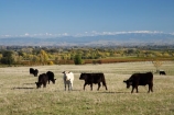 agricultural;agriculture;animal;animals;autumn;black-cow;black-cows;cattle;country;countryside;cow;cows;farm;farming;farmland;farms;field;fields;Havelock-North;Hawkes-Bay;Herbivore;Herbivores;Herbivorous;Livestock;mammal;mammals;meadow;meadows;N.I.;N.Z.;New-Zealand;NI;North-Island;NZ;paddock;paddocks;pasture;pastures;rural;stock;Tukituki-Valley;white-cow;white-cows