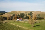 agricultural;agriculture;country;countryside;farm;Farm-Building;Farm-Buildings;Farm-Shed;Farm-Sheds;farming;farmland;farms;field;fields;Hawkes-Bay;meadow;meadows;N.I.;N.Z.;New-Zealand;NI;North-Island;NZ;paddock;paddocks;pasture;pastures;poplar;poplar-tree;poplar-trees;poplars;rural;Shearing-Shed;Shearing-Sheds;Sheep-Shed;Sheep-Sheds;Wool-Shed;Wool-Sheds