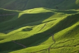 agricultural;agriculture;country;countryside;farm;farming;farmland;farms;field;fields;grass;green;Hawkes-Bay;Hawkes-Bay;lush;meadow;meadows;N.I.;N.Z.;New-Zealand;NI;North-Is;North-Is.;North-Island;NZ;paddock;paddocks;pasture;pastures;rural;season;seasonal;seasons;spring;springtime;Tukituki-River-Valley;verdant