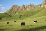 agricultural;agriculture;animal;animals;calves;cattle;country;countryside;cow;cows;farm;farming;farmland;farms;field;fields;grass;grassy;green;Hawkes-Bay;Hawkes-Bay;Herbivore;Herbivores;Herbivorous;Livestock;lush;mammal;mammals;meadow;meadows;N.I.;N.Z.;New-Zealand;NI;North-Is;North-Is.;North-Island;NZ;paddock;paddocks;pasture;pastures;rural;season;seasonal;seasons;spring;springtime;stock;Te-Mata-Peak;Te-Mata-Pk;Tukituki-River-Valley;verdant
