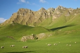 agricultural;agriculture;country;countryside;farm;farming;farmland;farms;field;fields;grass;green;Hawkes-Bay;Hawkes-Bay;livestock;lush;meadow;meadows;N.I.;N.Z.;New-Zealand;NI;North-Is;North-Is.;North-Island;NZ;paddock;paddocks;pasture;pastures;rural;season;seasonal;seasons;sheep;spring;springtime;stock;Te-Mata-Peak;Te-Mata-Pk;Tukituki-River-Valley;verdant