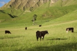 agricultural;agriculture;animal;animals;calves;cattle;country;countryside;cow;cows;farm;farming;farmland;farms;field;fields;grass;grassy;green;Hawkes-Bay;Hawkes-Bay;Herbivore;Herbivores;Herbivorous;Livestock;lush;mammal;mammals;meadow;meadows;N.I.;N.Z.;New-Zealand;NI;North-Is;North-Is.;North-Island;NZ;paddock;paddocks;pasture;pastures;rural;season;seasonal;seasons;spring;springtime;stock;Te-Mata-Peak;Te-Mata-Pk;Tukituki-River-Valley;verdant