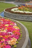 bright;circle;circles;colorful;colourful;curve;curves;flower;flower-bed;flower-beds;flower-garden;flower-gardens;flowerbed;flowerbeds;flowers;Hawkes-Bay;Hawkes-Bay;Marine-Parade;N.I.;N.Z.;Napier;Napier-Waterfront;New-Zealand;NI;North-Is;North-Is.;North-Island;NZ;osteospermum;osteospermums;public-garden;public-gardens;season;seasonal;seasons;spring;springtime;Sunken-Garden