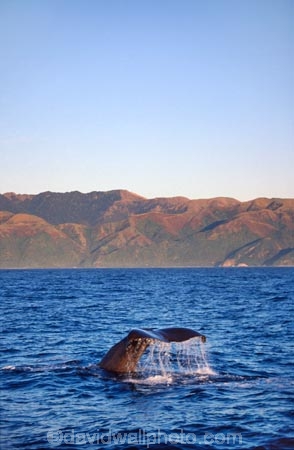 cetacean;cetaceans;diving;mammal;marine-mammal;ocean;Physeter-macrocephalus;sea;tail;tails;whale-tail