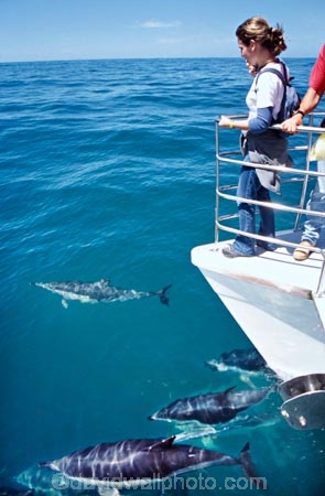 boat;boats;dolphins;eco-toruism;eco_tourism;ecotourism;Lagenorhynchus-obscurus;ocean-,sea;pacific;splash;tourism;tourist;tourists;wildlife
