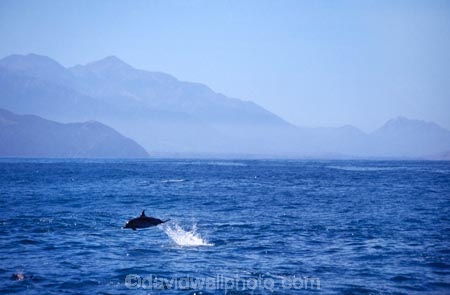 dolphins;eco-tourism;eco_tourism;ecotourism;kaikoura-ranges;Lagenorhynchus-obscurus;ocean;pacific;sea;sea-mammal;seaward;splash;tourism;tourist;tourists