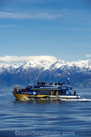 alp;alpine;alps;altitude;catarmaran;cetacean;cetaceans;high-altitude;kaikoura;kaikoura-canyon;kaikoura-ranges;marlborough;mount;mountain;mountain-peak;mountainous;mountains;mountainside;mt;mt.;new-zealand;ocean;pacific-ocean;peak;peaks;Physeter-macrocephalus;range;ranges;sea;seaward-kaikoura-ranges;snow;snow-capped;snow_capped;snowcapped;snowy;south-island;sperm-whale;sperm-whales;summit;summits;tourism;tourist;tourists;travel;traveler;traveling;traveller;travelling;whale;whale-watch-kaikoura;whale-watching