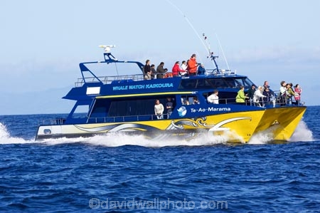 catarmaran;cetacean;cetaceans;kaikoura;kaikoura-canyon;marlborough;new-zealand;ocean;pacific-ocean;Physeter-macrocephalus;sea;south-island;sperm-whale;sperm-whales;tourism;tourist;tourists;travel;traveler;traveling;traveller;travelling;whale;whale-watch-kaikoura;whale-watching