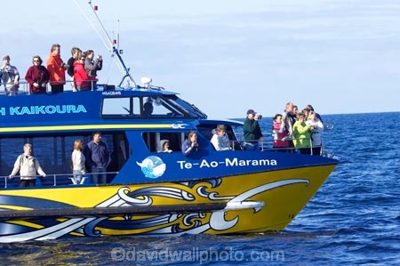 catarmaran;cetacean;cetaceans;kaikoura;kaikoura-canyon;marlborough;new-zealand;ocean;pacific-ocean;Physeter-macrocephalus;sea;south-island;sperm-whale;sperm-whales;tourism;tourist;tourists;travel;traveler;traveling;traveller;travelling;whale;whale-watch-kaikoura;whale-watching