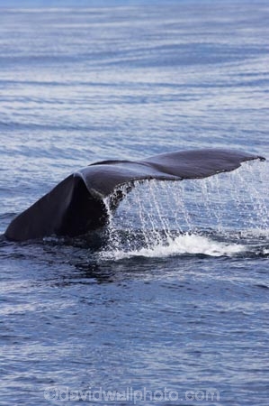 cetacean;cetaceans;diving;fluke;flukes;kaikoura;kaikoura-canyon;mammal;marine-mammal;marlborough;new-zealand;ocean;pacific-ocean;Physeter-macrocephalus;sea;south-island;sperm-whale;sperm-whales;splash;splashing;tail;tail-fluke;tail-flukes;tails;whale;whale-tail;whale-watching;whales
