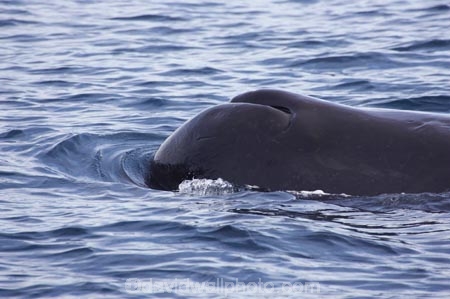blow-hole;blow-holes;blow_hole;blow_holes;blowhole;blowholes;cetacean;cetaceans;diving;kaikoura;kaikoura-canyon;mammal;marine-mammal;marlborough;new-zealand;ocean;pacific-ocean;Physeter-macrocephalus;sea;south-island;sperm-whale;sperm-whales;tail;tails;whale;whale-tail;whale-watching;whales