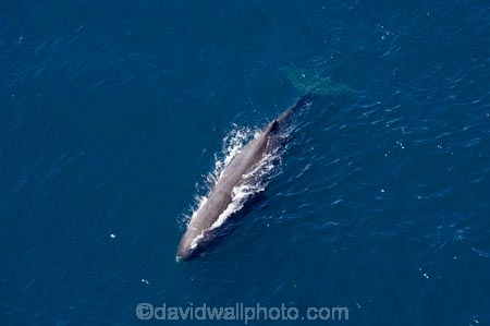 aerial;aerial-photo;aerial-photography;aerial-photos;aerial-view;aerial-views;aerials;Animal;Animals;big;Cetacean;Cetaceans;coast;coastal;coasts;eco-tourism;eco_tourism;ecotourism;giant;gigantic;head;heads;huge;Kaikoura;mammal;mammals;Marine-life;Marine-mammal;Marine-mammals;Marlborough;N.Z.;nature;New-Zealand;NZ;ocean;oceans;pacific-ocean;Physeter-macrocephalus;ratural;S.I.;sea;Sea-mammal;Sea-mammals;seas;SI;South-Island;spectacular;sperm-whale;sperm-whales;Water;Whale;whale-watch;whale-watchers;whale-watching;whale_watch;whale_watchers;whale_watching;whales;wildlife