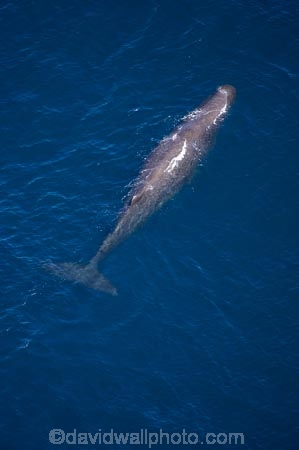 aerial;aerial-photo;aerial-photography;aerial-photos;aerial-view;aerial-views;aerials;Animal;Animals;big;Cetacean;Cetaceans;coast;coastal;coasts;eco-tourism;eco_tourism;ecotourism;giant;gigantic;head;heads;huge;Kaikoura;mammal;mammals;Marine-life;Marine-mammal;Marine-mammals;Marlborough;N.Z.;nature;New-Zealand;NZ;ocean;oceans;pacific-ocean;Physeter-macrocephalus;ratural;S.I.;sea;Sea-mammal;Sea-mammals;seas;SI;South-Island;spectacular;sperm-whale;sperm-whales;Water;Whale;whale-watch;whale-watchers;whale-watching;whale_watch;whale_watchers;whale_watching;whales;wildlife