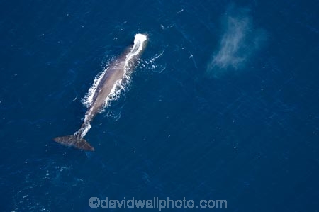 aerial;aerial-photo;aerial-photography;aerial-photos;aerial-view;aerial-views;aerials;Animal;Animals;big;Cetacean;Cetaceans;coast;coastal;coasts;eco-tourism;eco_tourism;ecotourism;giant;gigantic;head;heads;huge;Kaikoura;mammal;mammals;Marine-life;Marine-mammal;Marine-mammals;Marlborough;N.Z.;nature;New-Zealand;NZ;ocean;oceans;pacific-ocean;Physeter-macrocephalus;ratural;S.I.;sea;Sea-mammal;Sea-mammals;seas;SI;South-Island;spectacular;sperm-whale;sperm-whales;Water;Whale;whale-watch;whale-watchers;whale-watching;whale_watch;whale_watchers;whale_watching;whales;wildlife