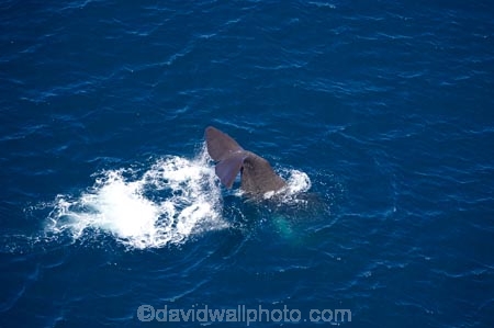 aerial;aerial-photo;aerial-photography;aerial-photos;aerial-view;aerial-views;aerials;Animal;Animals;big;Cetacean;Cetaceans;coast;coastal;coasts;eco-tourism;eco_tourism;ecotourism;giant;gigantic;head;heads;huge;Kaikoura;mammal;mammals;Marine-life;Marine-mammal;Marine-mammals;Marlborough;N.Z.;nature;New-Zealand;NZ;ocean;oceans;pacific-ocean;Physeter-macrocephalus;ratural;S.I.;sea;Sea-mammal;Sea-mammals;seas;SI;South-Island;spectacular;sperm-whale;sperm-whales;Water;Whale;whale-tail;whale-tails;whale-watch;whale-watchers;whale-watching;whale_watch;whale_watchers;whale_watching;whales;wildlife