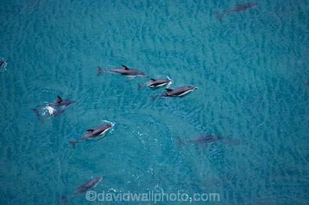 aerial;aerial-photo;aerial-photography;aerial-photos;aerial-view;aerial-views;aerials;dolphin;dolphins;Dusky-Dolphin;Dusky-Dolphins;eco-tourism;eco_tourism;ecotourism;Kaikoura;Lagenorhynchus-obscurus;mammal;mammals;marine-mammal;marine-mammals;Marlborough;N.Z.;natural;nature;New-Zealand;NZ;ocean;pacific;pod;pods;S.I.;sea;SI;South-Island;splash;wildlife