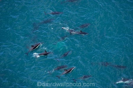 aerial;aerial-photo;aerial-photography;aerial-photos;aerial-view;aerial-views;aerials;dolphin;dolphins;Dusky-Dolphin;Dusky-Dolphins;eco-tourism;eco_tourism;ecotourism;Kaikoura;Lagenorhynchus-obscurus;mammal;mammals;marine-mammal;marine-mammals;Marlborough;N.Z.;natural;nature;New-Zealand;NZ;ocean;pacific;pod;pods;S.I.;sea;SI;South-Island;splash;wildlife