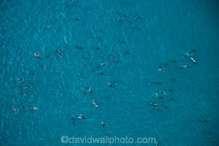 aerial;aerial-photo;aerial-photography;aerial-photos;aerial-view;aerial-views;aerials;dolphin;dolphins;Dusky-Dolphin;Dusky-Dolphins;eco-tourism;eco_tourism;ecotourism;Kaikoura;Lagenorhynchus-obscurus;mammal;mammals;marine-mammal;marine-mammals;Marlborough;N.Z.;natural;nature;New-Zealand;NZ;ocean;pacific;pod;pods;S.I.;sea;SI;South-Island;splash;wildlife