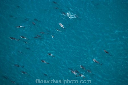 aerial;aerial-photo;aerial-photography;aerial-photos;aerial-view;aerial-views;aerials;dolphin;dolphins;Dusky-Dolphin;Dusky-Dolphins;eco-tourism;eco_tourism;ecotourism;Kaikoura;Lagenorhynchus-obscurus;mammal;mammals;marine-mammal;marine-mammals;Marlborough;N.Z.;natural;nature;New-Zealand;NZ;ocean;pacific;pod;pods;S.I.;sea;SI;South-Island;splash;wildlife