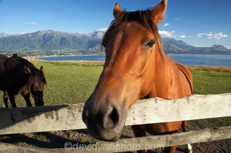 agricultural;agriculture;country;countryside;equestrian;farm;farming;farmland;farms;field;fields;gate;gates;gateway;gateways;horse;horses;Kaikoura;Kaikoura-Coast;Marlborough;meadow;meadows;N.Z.;New-Zealand;NZ;paddock;paddocks;pasture;pastures;rural;S.I.;SI;South-Island