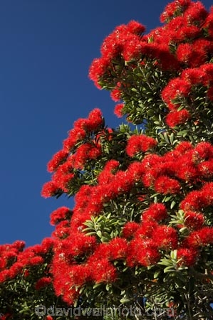 flower;flowers;Kaikoura;Kaikoura-Coast;Marlborough;metrosideros-excelsa;N.Z.;New-Zealand;NZ;plant;plants;pohutakawa;pohutakawas;pohutukawa;pohutukawa-flower;pohutukawa-flowers;pohutukawa-tree;pohutukawa-trees;pohutukawas;S.I.;SI;South-Island;tree;trees